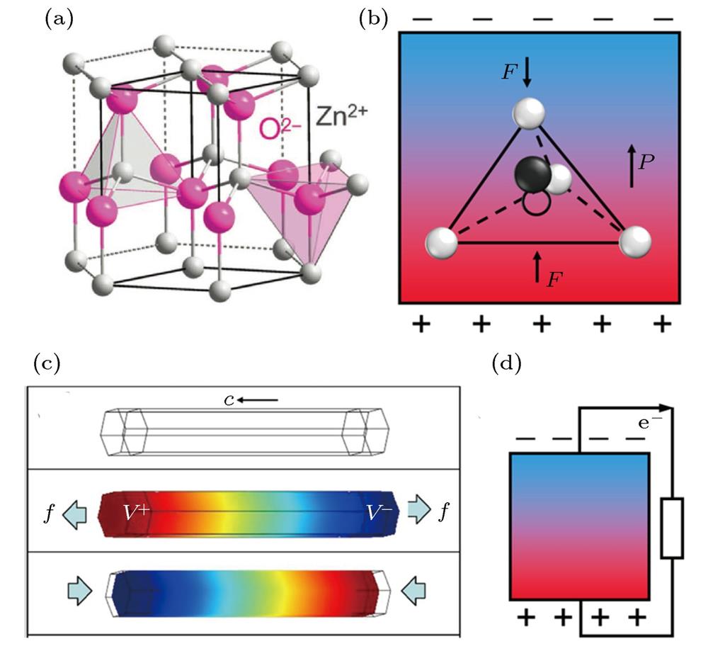 Working mechanism of piezoelectric nanogenerator[34]: (a) Crystal model of ZnO; (b) piezoelectric potential of ZnO nanowire; (c) finite element analysis of piezoelectric potential of ZnO nanowires; (d) mechanism of piezoelectric nanogenerator.