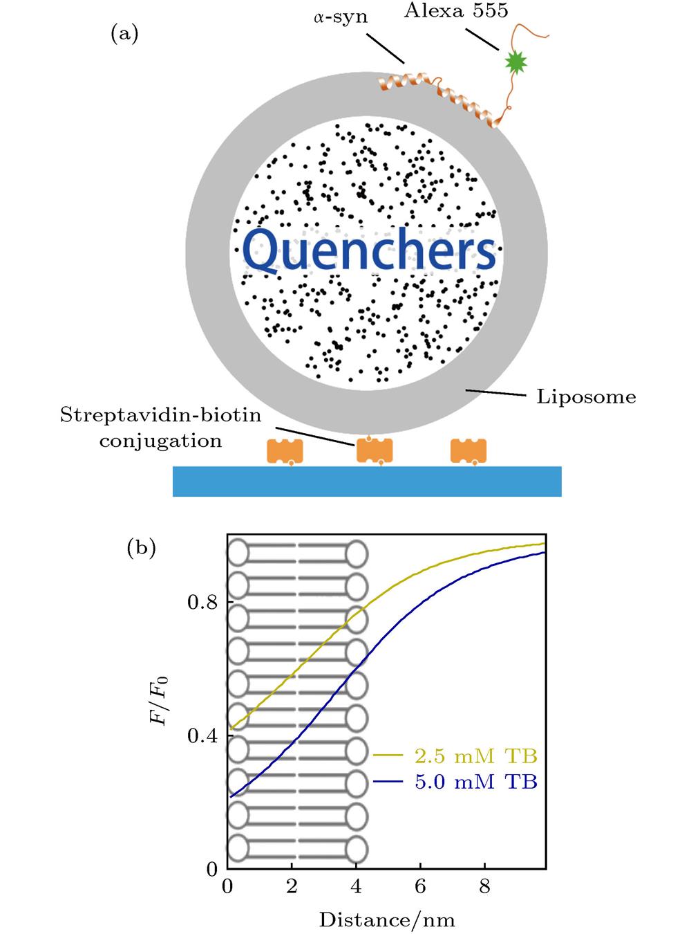 The LipoFRET method: (a) The schematic picture of LipoFRET experiment; (b) the relationship between distance from the inner surface of the liposome lipid bilayer and relative intensity F/F0. The quencher used here is trypan blue and the fluorophore is Alexa Fluor 555 (Alexa 555). The curves correspond to liposomes encapsulating 2.5 mM (above) and 5 mM (bottom) trypan blue.LipoFRET方法 (a) LipoFRET的实验体系示意图; (b) LipoFRET的距离-相对亮度曲线, 其中淬灭剂为台盼蓝, 所用的荧光分子为Alexa Fluor 555 (Alexa 555), 距离是指荧光基团到脂质体磷脂双层膜的内表面的距离, 曲线分别对应包封2.5 mM (上方曲线)及5 mM (下方曲线)台盼蓝的脂质体.