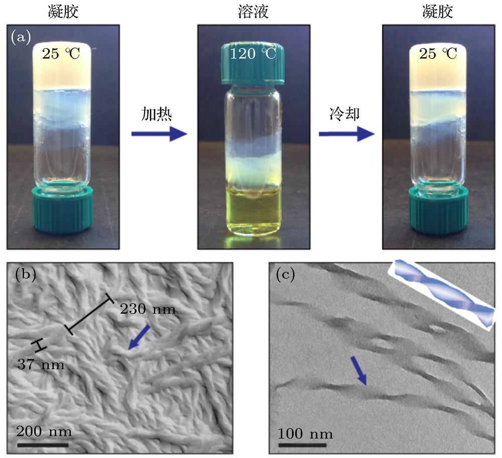 Organogels formed by self-assembled 3D helical nanofilament networks of bent-core liquid crystals: (a) At 25 ℃, bent-core liquid crystal molecules self-assemble into helical nanofilament networks and the 1 wt.% NOBOW/hexadecane mixture forms organogels. At 120 ℃, NOBOW dissolves in the hexadecane solvent and the system appears as transparent fluid, showing reversible gel-sol transitions upon heating and cooling; (b) freeze-fracture transmission electron microscopy (FFTEM) image of helical nanofilament networks in the organogels; (c) transmission electron microscopy (TEM) image of individual helical nano-filaments. The inset shows the distribution of internal stress in the helical nanofilaments. The internal stress gradually increases from the helical axis towards the edges, accompanied by the color increase.