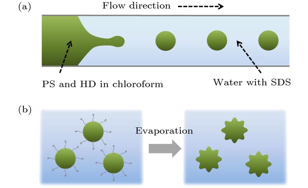Schematic illustration of the fabrication of polystyrene microspheres with rough surface: (a) Schematic representation of generating uniform emulsion droplets from microfluidic devices; (b) schematic diagram of the formation process of solidified microspheres with surface wrinkles. In the collection dish, the volatilization of chloroform from droplets triggers the interface instability phenomenon, then the surface wrinkles are generated.