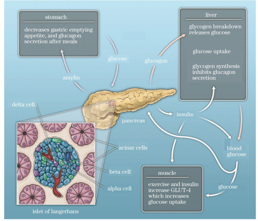 Pancreas's glucose regulatory pathways[13]