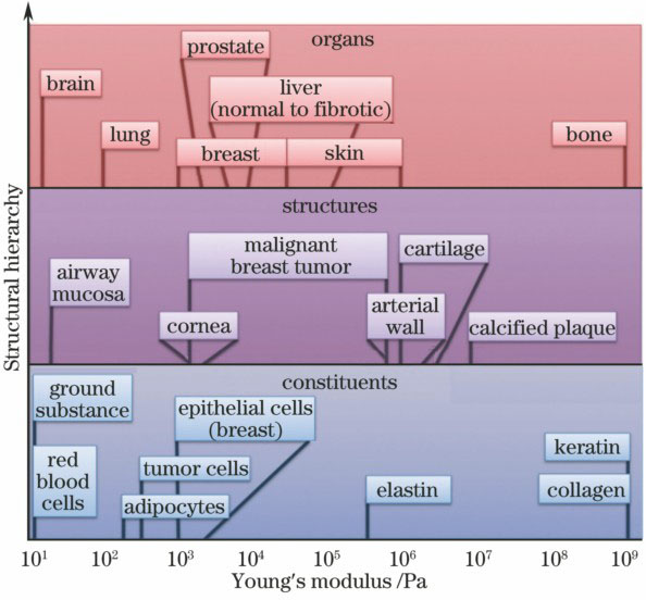 Young's modulus of tissue constituents, structures, and organs
