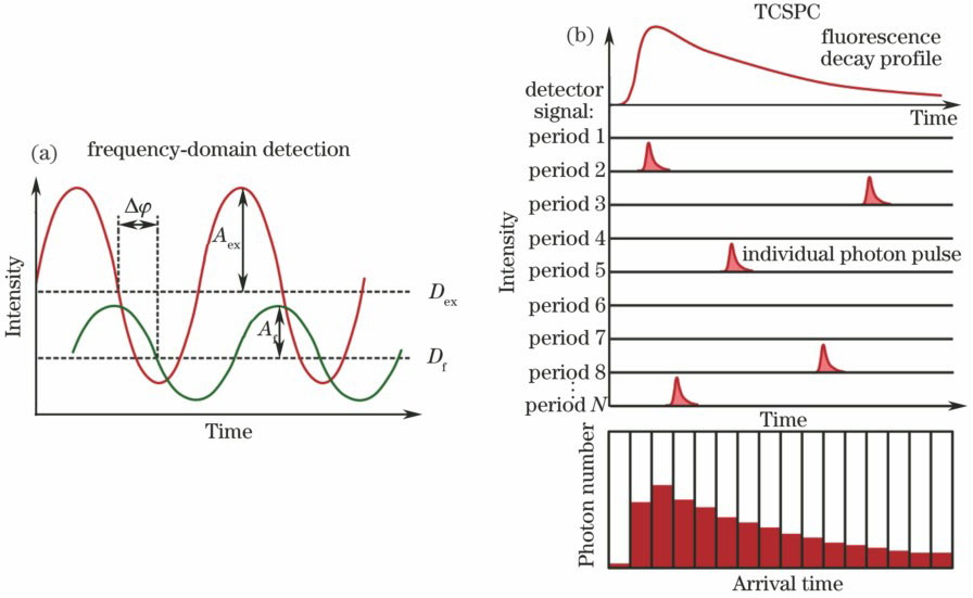 Principle of common fluorescence lifetime detection methods[11,13-14,16,22]. (a) Frequency-domain detection technique; (b) time-correlated single photon counting (TCSPC) technique