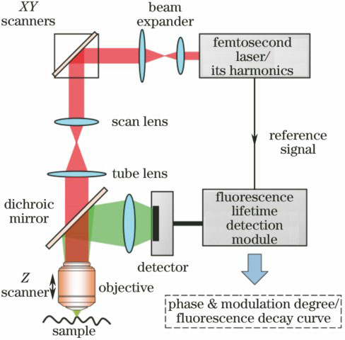 Schematic of typical two-photon excitation fluorescence lifetime imaging system