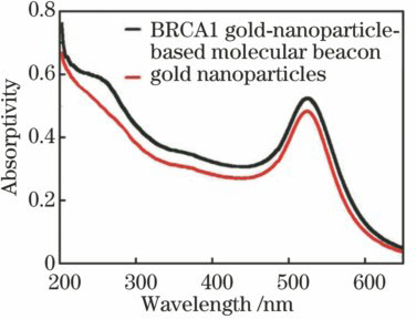 Ultraviolet-visible absorption spectra of gold nanoparticles and BRCA1 gold-nanoparticle-based molecular beacons