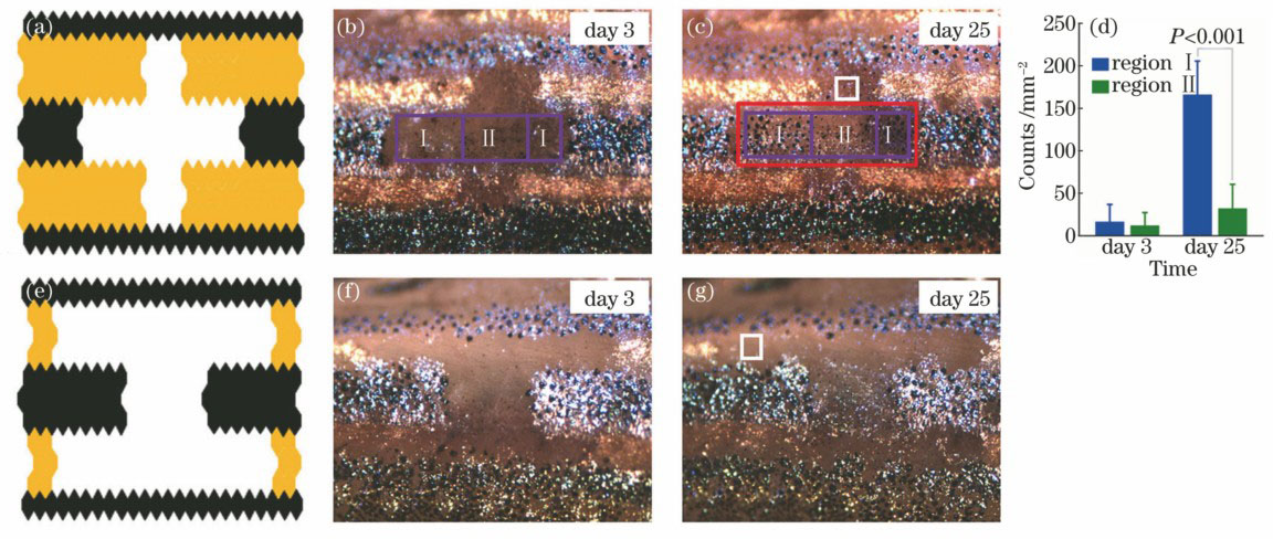 Effects of melanophores and xanthophores on melanophore regeneration. (a)(e) Schematics of ablation areas; (b)(f) regenerated zebrafish surface patterns on the third day after ablation; (c)(g) regenerated zebrafish surface patterns on the twenty-fifth day after ablation; (d) statistical data of cell density