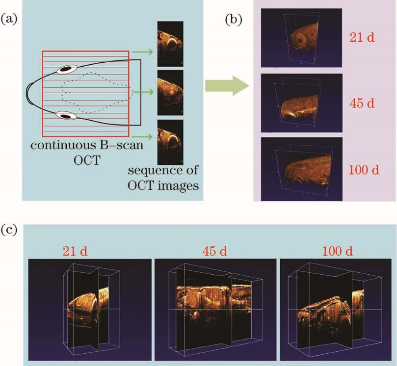 OCT in vivo imaging of zebrafish head. (a) Continuous B-scan OCT images; (b) constructed three-dimensional OCT images; (c) virtual segmentation results of three-dimensional OCT images