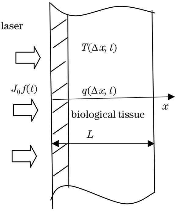 Schematic of laser heating of biological tissues