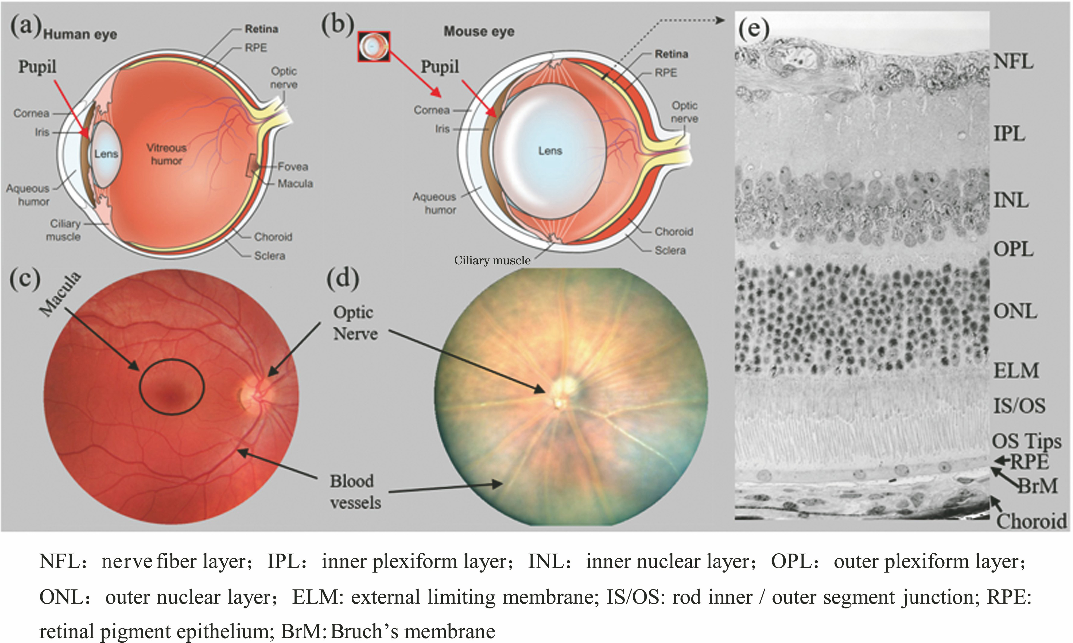 Comparison between human eyeball and mouse eyeball. (a) Diagram of a human eye[21]; (b) diagram of a mouse eye[21]; (c) fundus image for human retina[22]; (d) fundus image for mouse retina[23]; (e) histology slice of a mouse retina