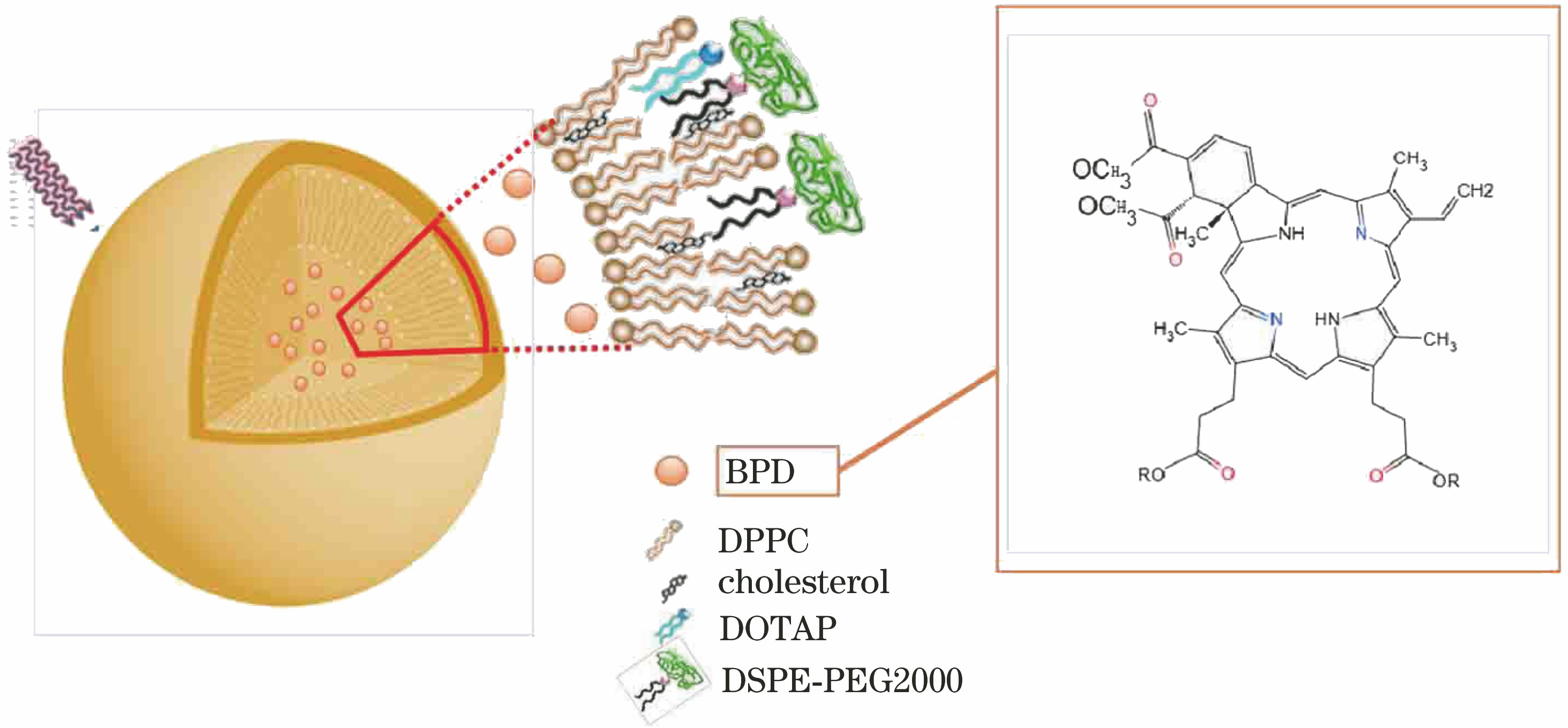 Diagram of BPD structure of liposome