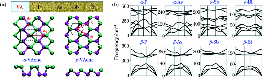 Stable structures of two-dimensional VAene[24]. (a) Schematic structures of α and β phases; (b) phonon spectra of α and β phases