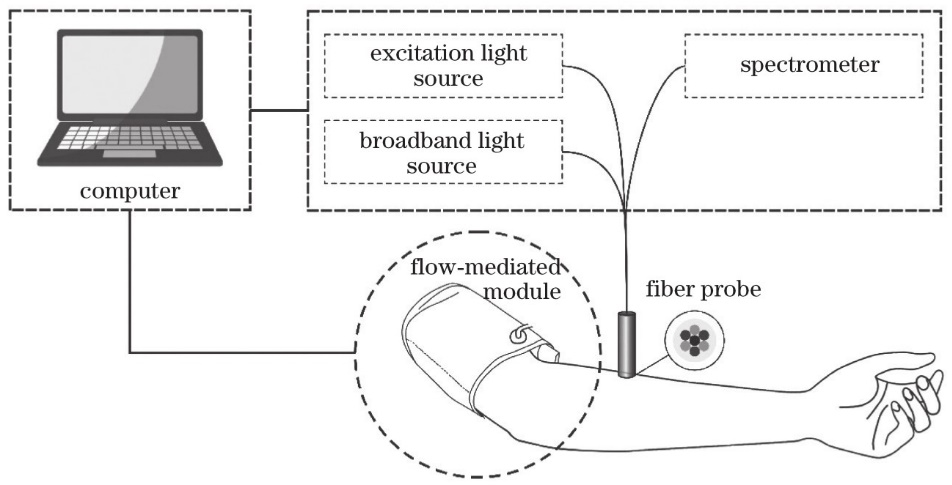 Schematic of flow-mediated tissue fluorescence spectrum measurement system and end distribution of probe