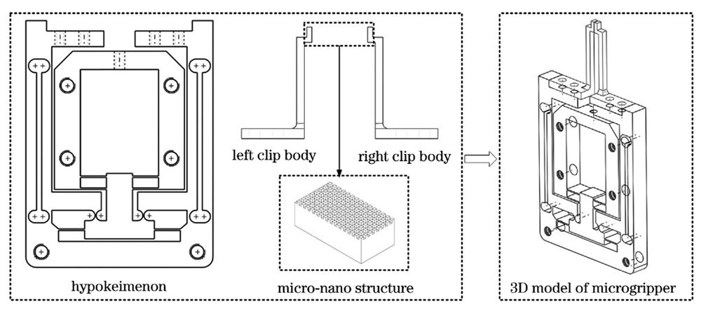 Model of detachable microgripper with bionic superhydrophobic structure