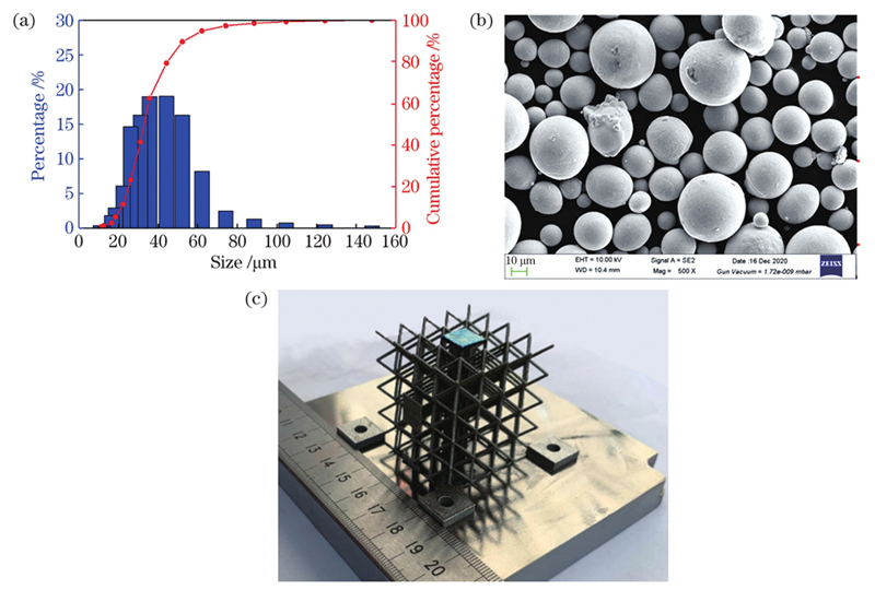 NiTi powder and printed lattice structure. (a) Particle size distribution of NiTi powder; (b) microscopic image of NiTi powder; (c) NiTi BCC lattice structure printed by selective laser melting (SLM)