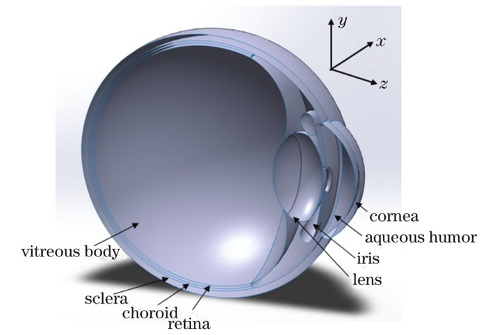 Section of simplified three-dimensional model of eyeball
