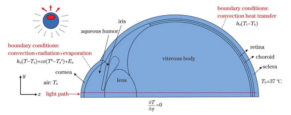 Schematic of model boundary conditions