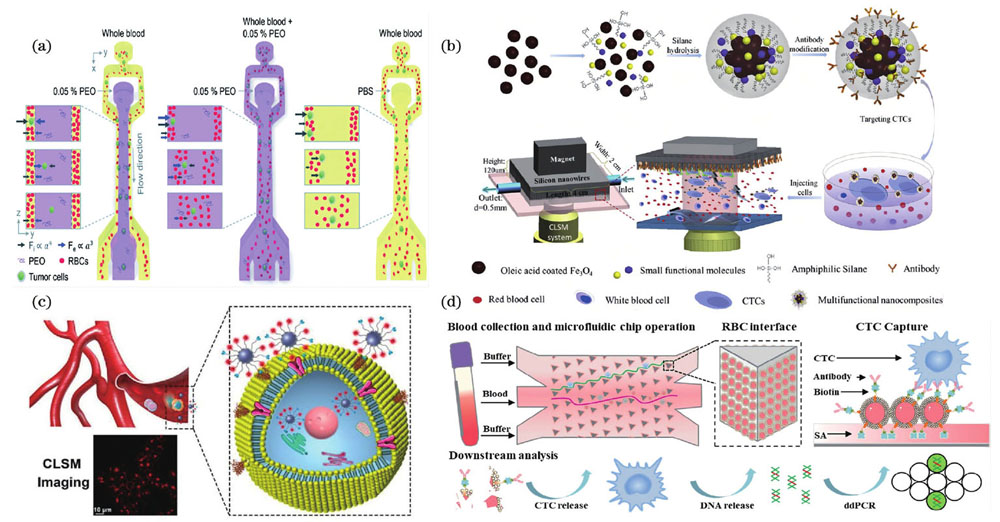 Strategy of circulating tumor cell (CTC) capture and enrichment. (a) Interfacial viscoelastic microfluidics system based on CTC physical properties[88]; (b) microfluidic sorting platform for CTC based on multifunctional magnetic composites[87]; (c) in vivo identification of CTC by dual-targeting magnetic-fluorescent nanobeads[96]; (d) antibody-engineered red blood cell interface for high-performance capture and release of CTC[97]