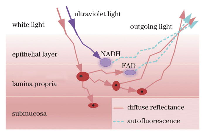 Diagram of light transmission in sub-diffusive domain of mucosal tissue