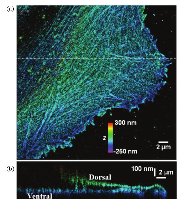 Dual-objective STORM images of actin cytoskeleton in live BS-C-1 cell[14]. (a) Dual-objective STORM image; (b) vertical cross-section of image along dot line in (a)