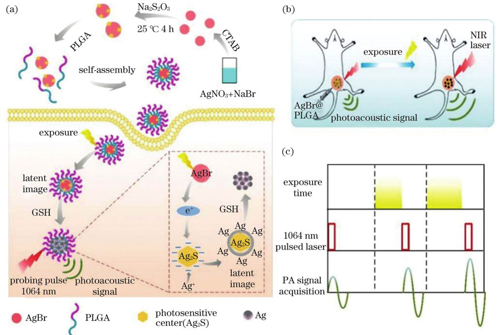 Preparation and exposure principle of AgBr@PLGA nanoparticles. (a) Photosensitive principle of AgBr@PLGA nanoparticles; (b) schematic of photoacoustic imaging technology of AgBr@PLGA nanocrystals; (c) time sequence diagram of photoacoustic intensity amplitude