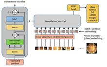 Fundus Image Classification Research Based on Ensemble Convolutional Neural Network and Vision Transformer