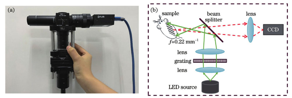Portable quantitative burn imager. (a) Device physical map; (b) optical path schematic