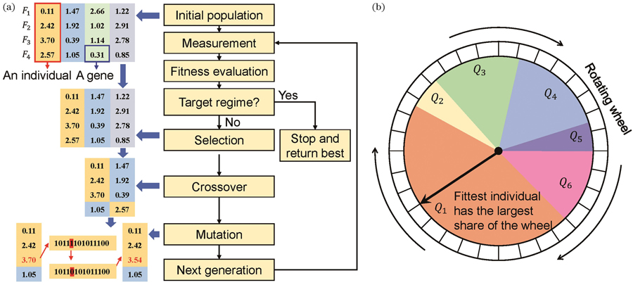 Principle of genetic algorithm. (a) Genetic algorithm flowchart; (b) schematic of the “roulette wheel” selection