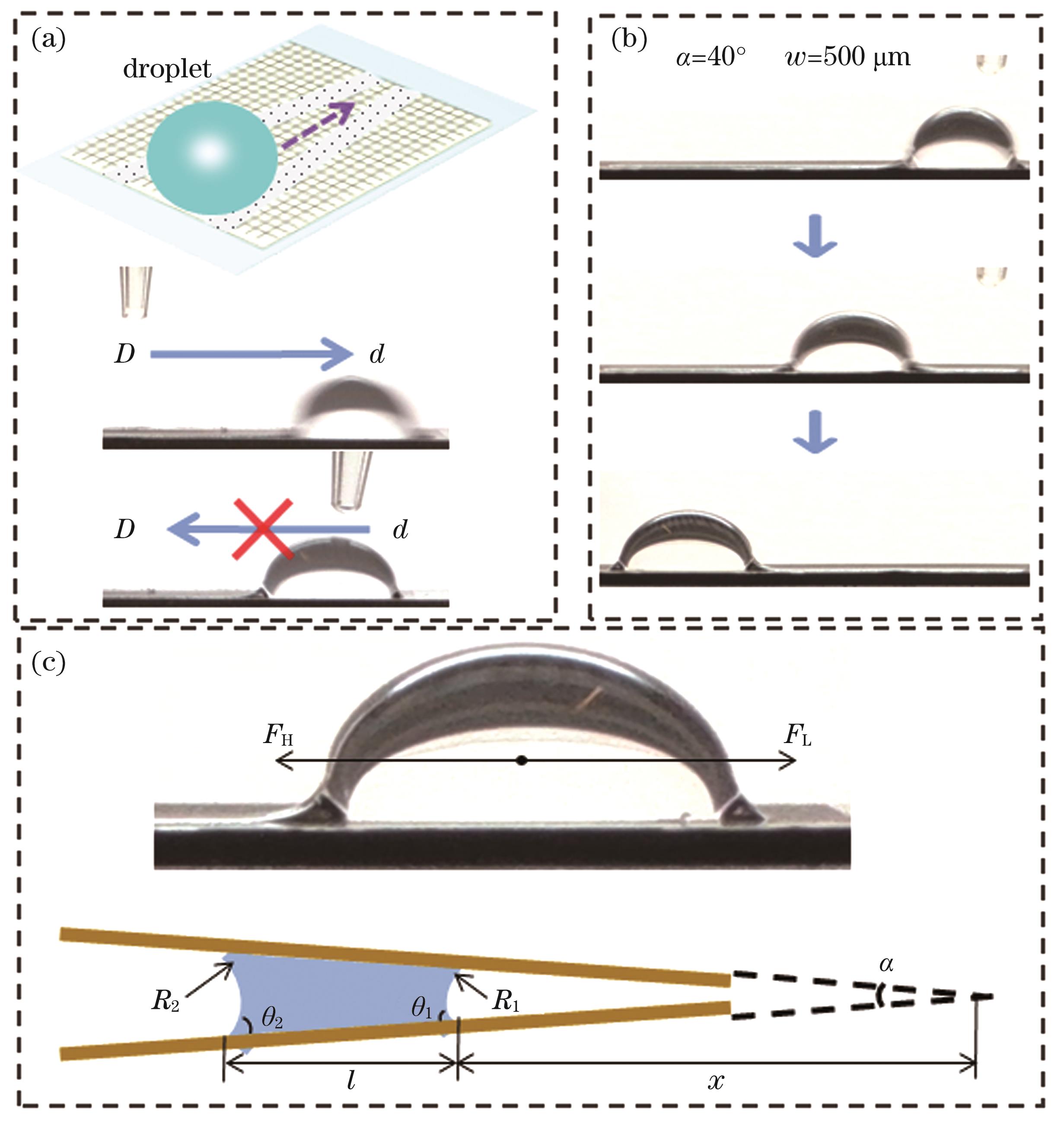 Droplet transport and its mechanism explanation. (a) Schematic of droplet transport; (b) sequential images of transport process; (c) mechanical analysis of spontaneous transport