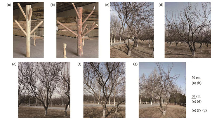 Tree models and apricot trees in the leaf-off period. (a) Smooth tree; (b) bark tree; (c) apricot 1; (d) apricot 2; (e) apricot 3; (f) apricot 4; (g) apricot 5
