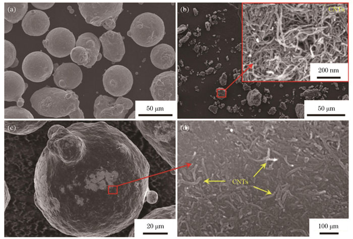 Micromorphologies of CoCrFeNi powder and CNTs before and after mechanical mixing. (a) CoCrFeNi raw powder; (b) CNT raw powder; (c) CoCrFeNi-CNTs powder; (d) local magnification of Fig. 1 (c)
