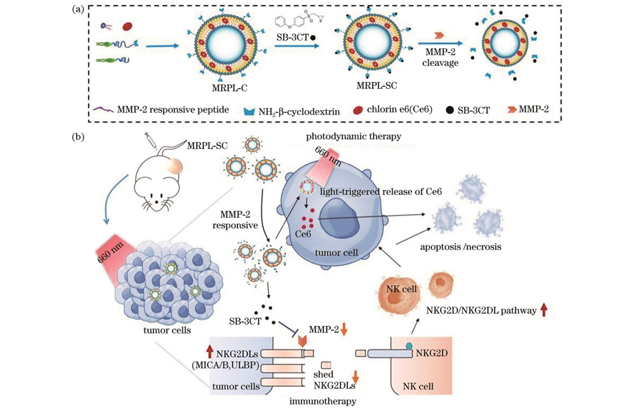 Schematic diagrams of MRPL-SC liposomes. (a) MRPL-SC synthesis and MMP-2 responsive release; (b) dual-responsive drug release and mechanisms to improve photodynamic immunotherapy of MRPL-SC in tumor