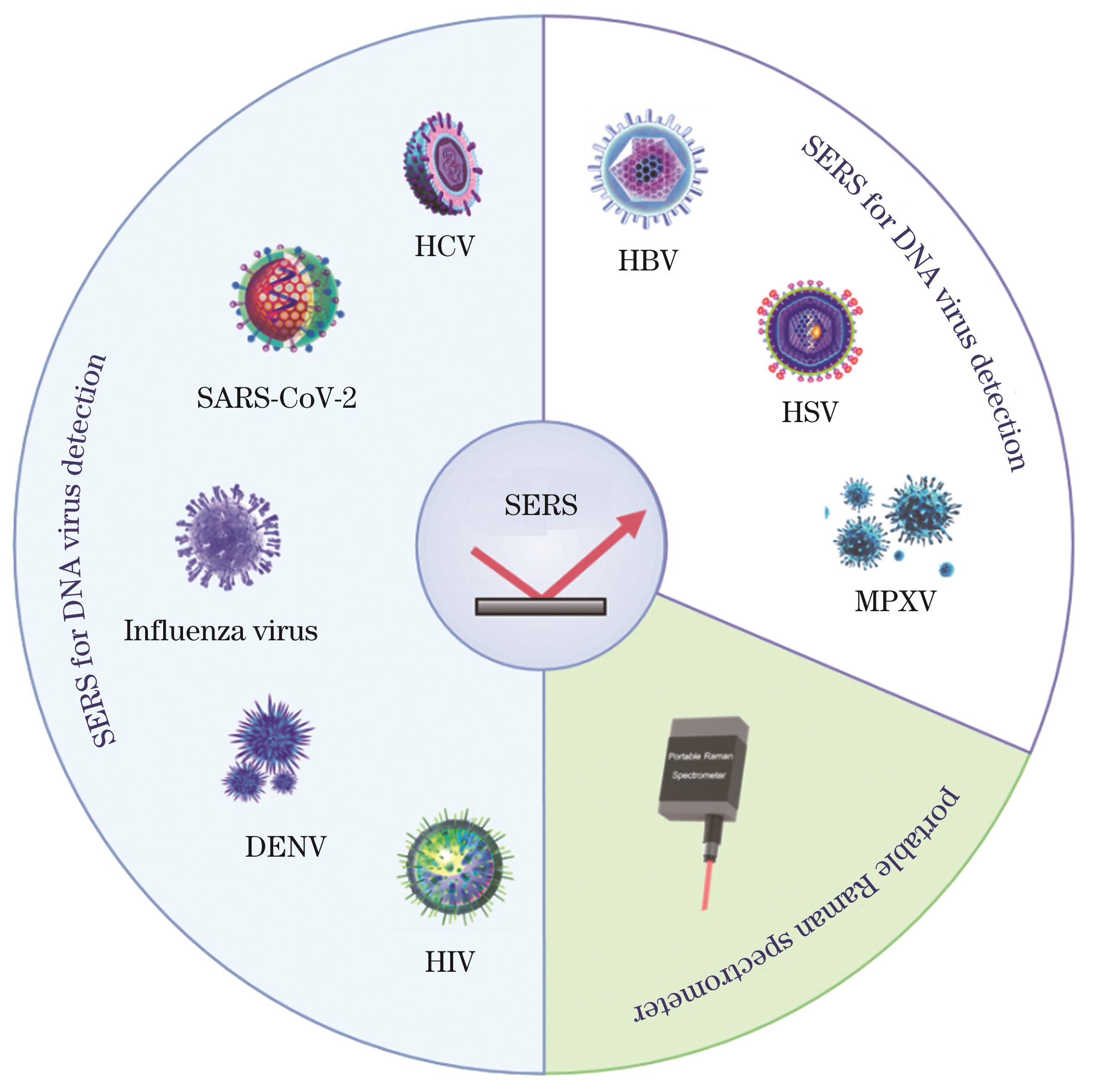 Schematic diagram of virus detection based on SERS technology