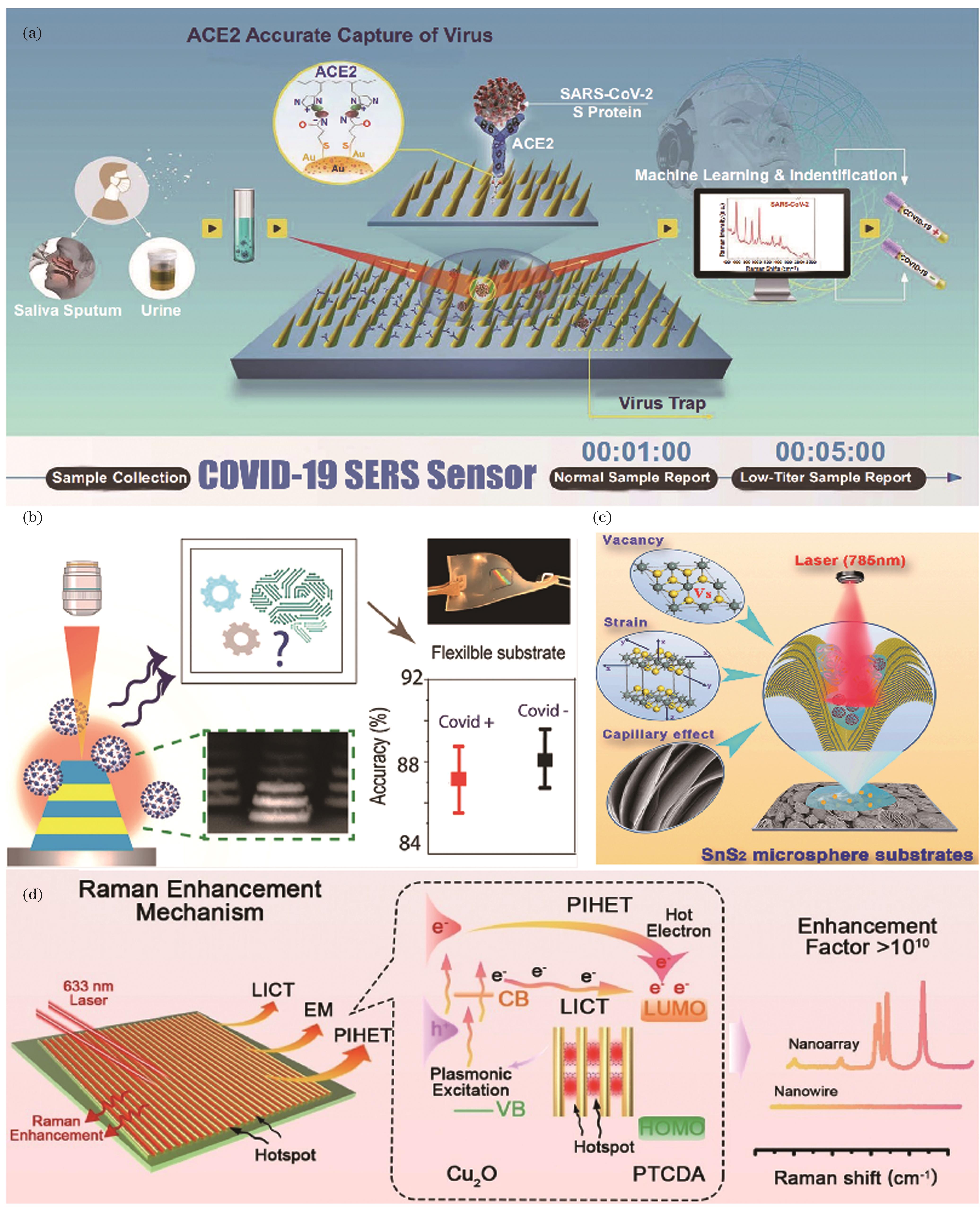 SERS sensors and platforms are designed in a variety of diverse ways for label-free detection of SARS-CoV-2. (a) Schematic diagram of the design and operation process of the COVID-19 SERS sensor[36]; (b) flexible substrate combined with SERS metal-insulator-metal nanostructures and machine learning-based label-free detection platform[42]; (c) schematic diagram of SnS2 microsphere substrates design[44]; (d) Raman enhancement mechanism of Cu2O nanoarray with significant enhancement factor[45]