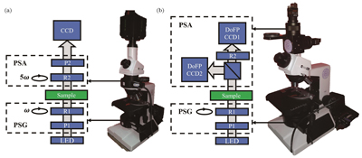 Configuration of two types of transmission Mueller matrix microscopes[12]. (a) Dual rotating retarders-based Mueller matrix microscope; (b) dual division of focal plane polarimeters-based Mueller matrix microscope