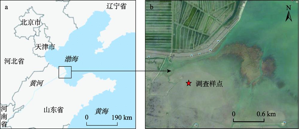 Location of the study site in the Yellow River Delta