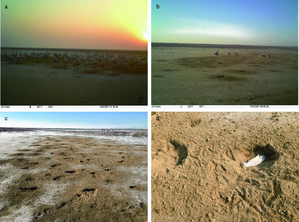 Photographs of foraging-associated hollows of birds in degraded coastal saltmarsh ecosystem